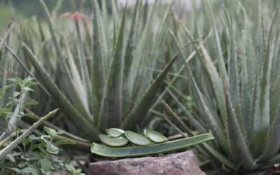 Aloe: Activity, Consistency, Authenticity And More – A Review – Cosmetics And Toiletries Magazine