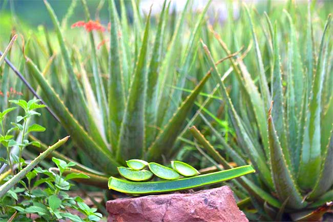 nevada-raw-materials-supplier-natural-aloe-vera-wholesale-botanicals-1.jpg